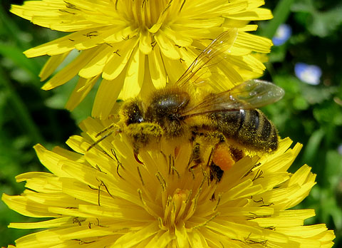 Abella de la mel (Apis mellifera) i flors de xicoia (Taraxacum officinale)