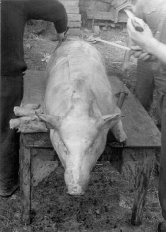La matança del porc. Ca. 1970