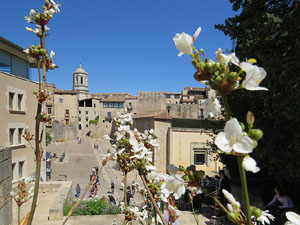 Temps de Flors 2016. Sant Domènec i Universitat de Girona