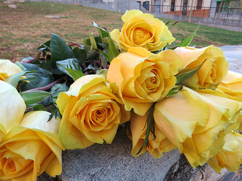 Les setze roses grogues que varen ser ofrenades al record dels deportats