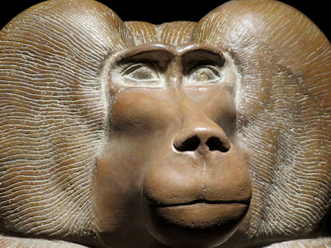 Figura d'un babuí a la gatzoneta. Quarsita vermella. Dinastia XVIII, regnat d'Amenhotep III, Ca. 1390-1352 aC. Detall
