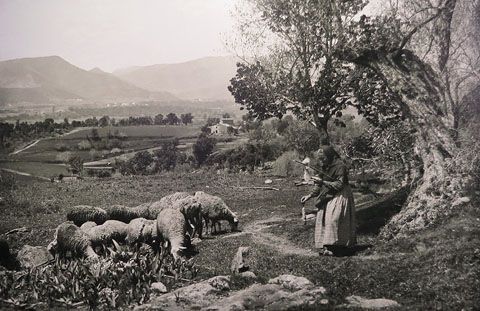 Pastora filant al costat d'un ramat de xais. Sense identificar. 1911-1944