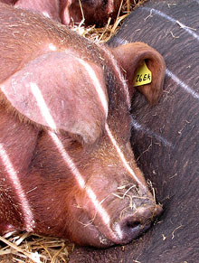 Fira del Porc FIPORC 2014. Exhibició d'animals vius