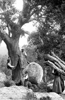 Grup de persones traient l'escorça d'una surera al bosc de Guinart. 1891