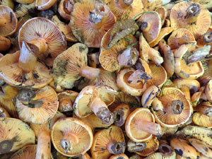 Fires 2016. 55a. edici&oacute; de la Fira de Mostres a Fira de Girona