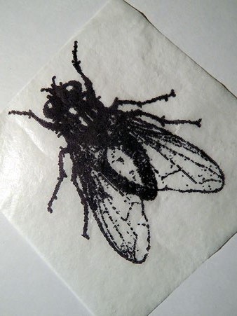 Mosca del preg&oacute;