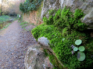 L'itinerari del Galligants. Camí verd que connecta la plaça dels Jurats del Barri Vell amb la font del Bisbe 