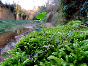 L'itinerari del Galligants. Camí verd que connecta la plaça dels Jurats del Barri Vell amb la font del Bisbe 