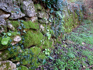 L'itinerari del Galligants. Camí verd que connecta la plaça dels Jurats del Barri Vell amb la font del Bisbe 