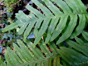 L'itinerari del Galligants. Camí verd que connecta la plaça dels Jurats del Barri Vell amb la font del Bisbe 