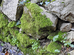 L'itinerari del Galligants. Camí verd que connecta la plaça dels Jurats del Barri Vell amb la font del Bisbe 