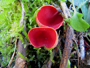 L'itinerari del Galligants. Cam&iacute; verd que connecta la pla&ccedil;a dels Jurats del Barri Vell amb la font del Bisbe 