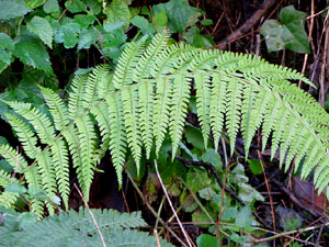 L'itinerari del Galligants. Cam&iacute; verd que connecta la pla&ccedil;a dels Jurats del Barri Vell amb la font del Bisbe 