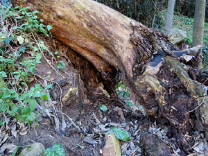 L'itinerari del Galligants. Cam&iacute; verd que connecta la pla&ccedil;a dels Jurats del Barri Vell amb la font del Bisbe 