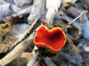 L'itinerari del Galligants. Cam&iacute; verd que connecta la pla&ccedil;a dels Jurats del Barri Vell amb la font del Bisbe 