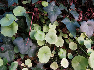 L'itinerari del Galligants. Cam&iacute; verd que connecta la pla&ccedil;a dels Jurats del Barri Vell amb la font del Bisbe 