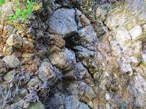 L'itinerari del Galligants. Cam&iacute; verd que connecta la pla&ccedil;a dels Jurats del Barri Vell amb la font del Bisbe 