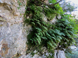L'itinerari del Galligants. Cam&iacute; verd que connecta la pla&ccedil;a dels Jurats del Barri Vell amb la font del Bisbe 