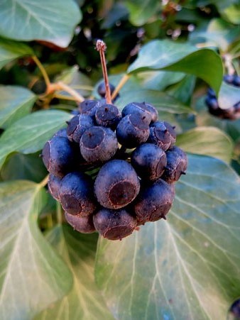 Fruits d'heura (Hedera helix)