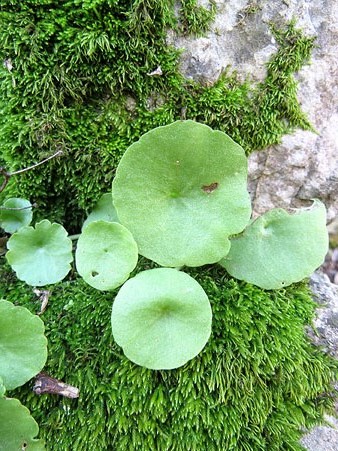 Molsa i capells d'aigua (Hydrocotyle vulgaris)