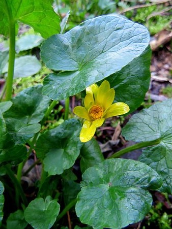 Gatassa, celid&ograve;nia o herba de les morenes (Ranunculus ficaria)