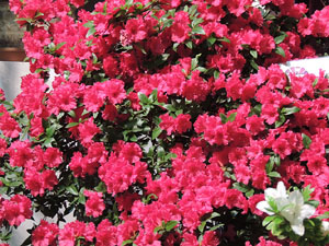 Temps de Flors 2016. Altres espais