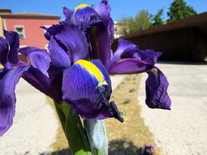 Temps de Flors 2016. La pla&ccedil;a del Pallol