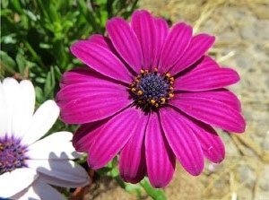 Temps de Flors 2016. La pla&ccedil;a del Pallol