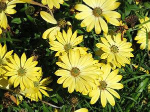 Temps de Flors 2016. La pla&ccedil;a del Pallol