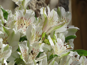 Temps de Flors 2017. Instal·lacions i muntatges florals darrere dels absis de Sant Pere de Galligants