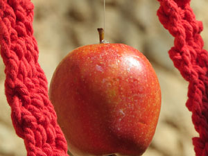 Temps de Flors 2017. Instal·lacions i muntatges florals darrere dels absis de Sant Pere de Galligants