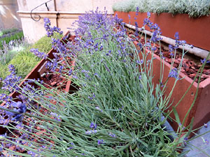 Temps de Flors 2017. Muntatges, instal&middot;lacions i exposicions florals a diversos espais del carrer Albareda