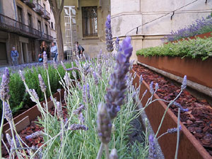 Temps de Flors 2017. Muntatges, instal&middot;lacions i exposicions florals a diversos espais del carrer Albareda