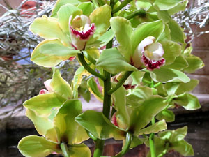 Temps de Flors 2017. Decoracions florals als diversos espais dels Banys Àrabs