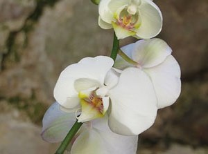 Temps de Flors 2017. Decoracions florals als diversos espais dels Banys Àrabs