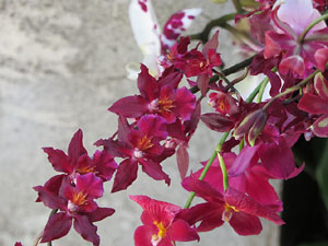 Temps de Flors 2017. Decoracions florals als diversos espais dels Banys Àrabs