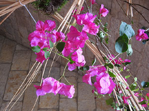 Temps de Flors 2017. Muntatges florals al espais de Caixaf&ograve;rum, a l'edifici de la Fontana d'Or