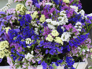 Temps de Flors 2017. Instal&middot;lacions i muntatges als espais del carrer Mercaders