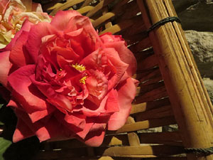 Temps de Flors 2017. Instal&middot;lacions i muntatges florals als diversos espais de la Casa Laporta-C&uacute;ndaro