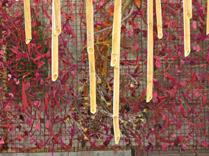 Temps de Flors 2017. Instal·lacions i muntatges florals a l'antic cinema Modern