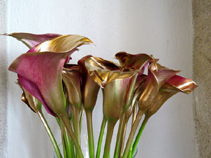 Temps de Flors 2017. Muntatges florals al claustre de Sant Pere de Galligants