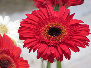 Temps de Flors 2017. Muntatges, instal&middot;lacions i exposicions florals a diversos indrets