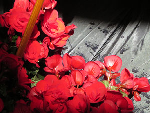 Temps de Flors 2017. Muntatges, instal&middot;lacions i exposicions florals a diversos indrets