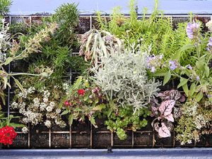 Temps de Flors 2017. Muntatges, instal&middot;lacions i exposicions florals a diversos indrets