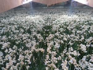 Temps de Flors 2017. Muntatges, instal&middot;lacions i exposicions florals a diversos indrets