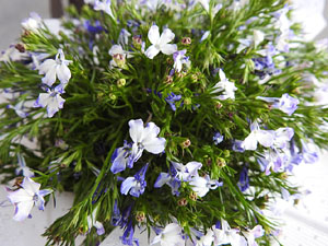 Temps de Flors 2017. Muntatges, instal&middot;lacions i exposicions florals a diversos indrets