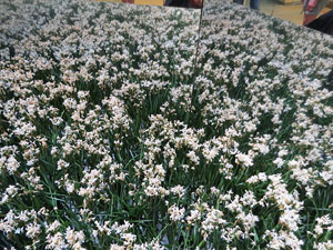 Temps de Flors 2017. Muntatges, instal&middot;lacions i exposicions florals a diversos indrets