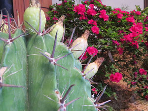 Temps de Flors 2017. Muntatges, instal&middot;lacions i exposicions florals a diversos indrets