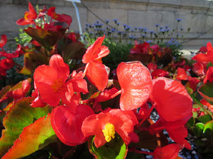 Temps de Flors 2017. Muntatges, instal&middot;lacions i exposicions florals a diversos indrets