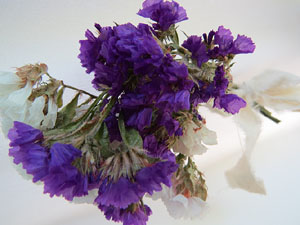 Temps de Flors 2017. Muntatges, instal&middot;lacions i exposicions florals a diversos indrets